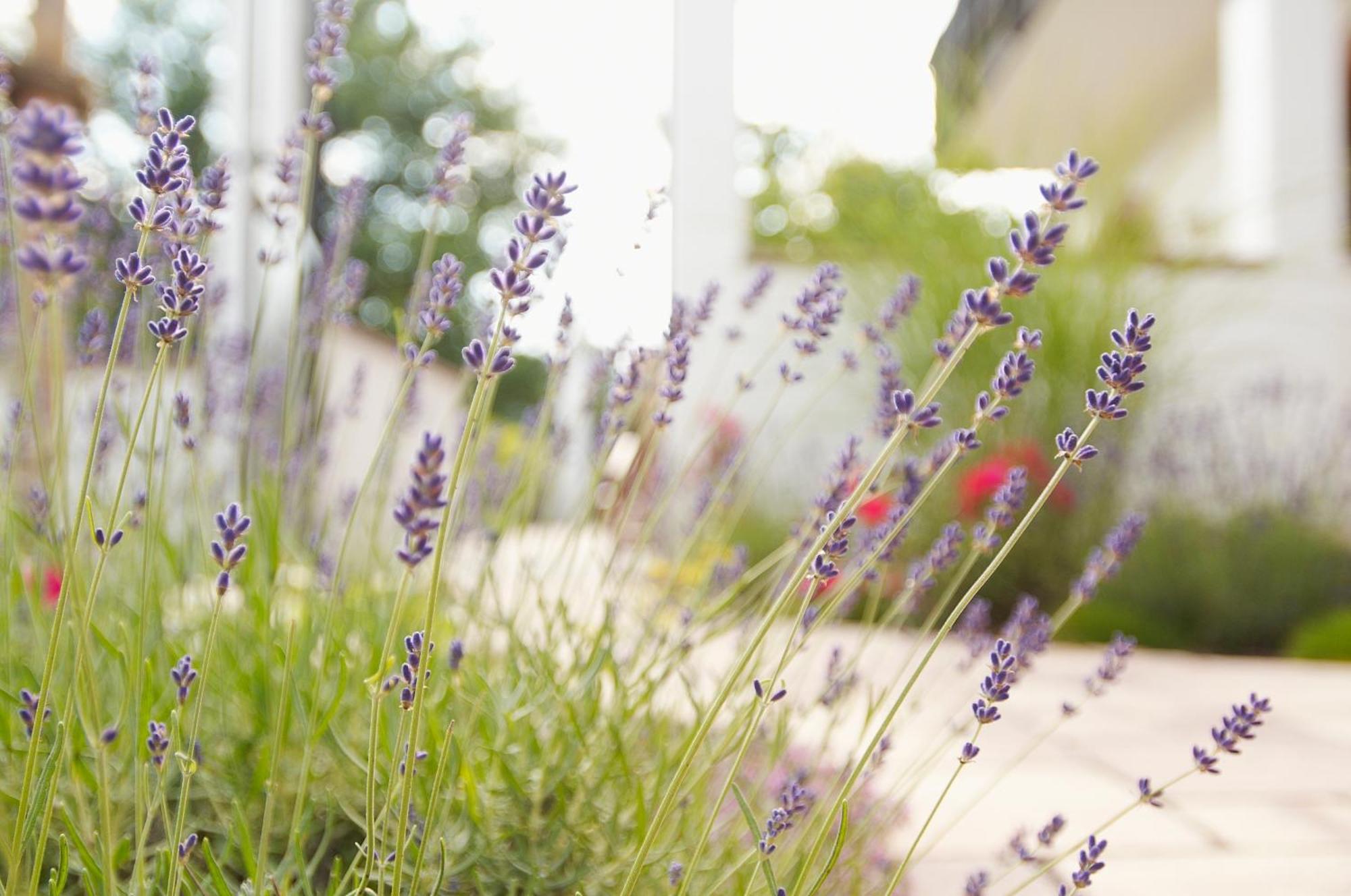 Naturhotel Ruegers Forstgut Mespelbrunn Exterior photo